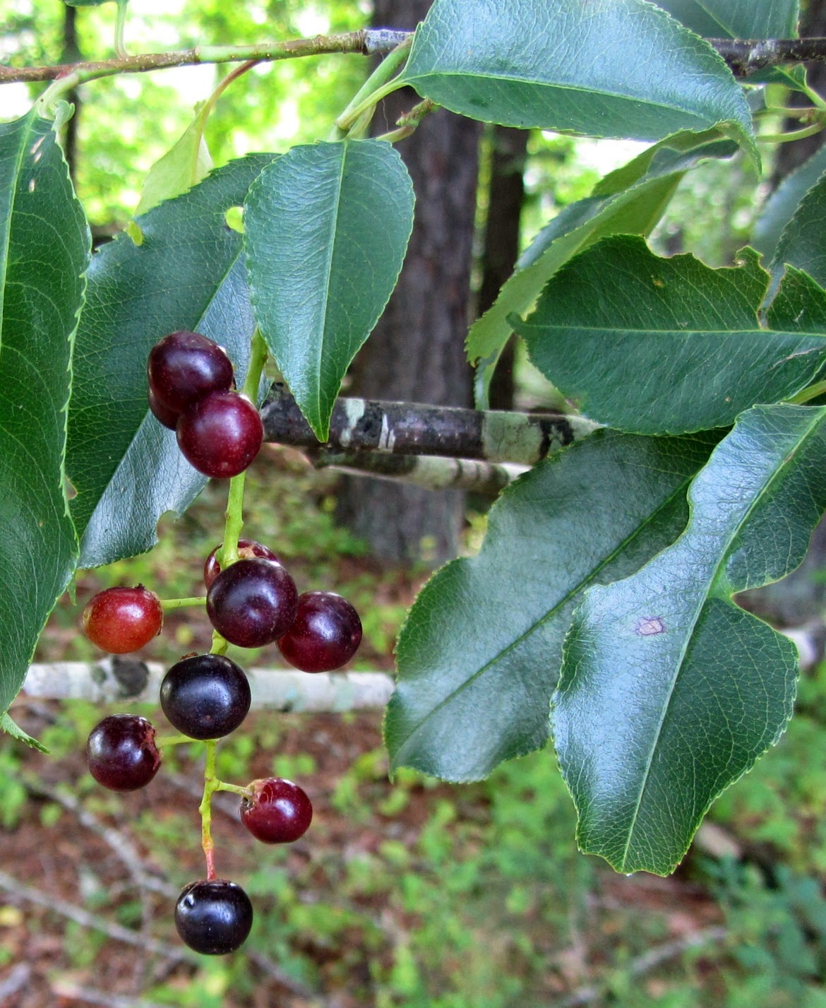 Using Native Plants Black Cherry Butterflies