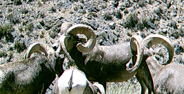 Desert+Sheep+Picture+Field+Judging+and+Scoring+Article+with+JayScottOutdoors+5.jpg