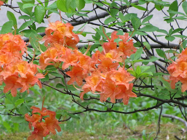 Orange Azaleas