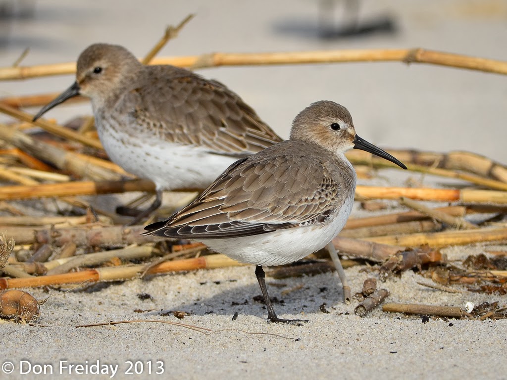 The Freiday Bird Blog Delaware Bay Three Shorebirds and a Big White Owl