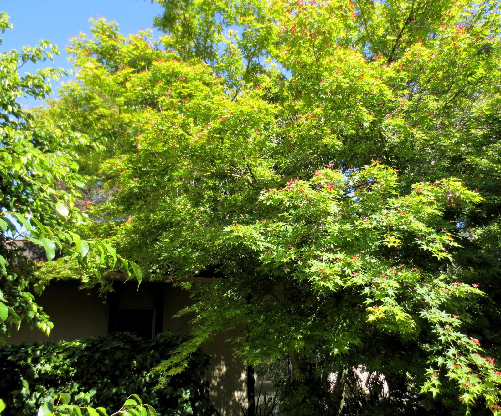 Late to the Garden Party: Garden Tour