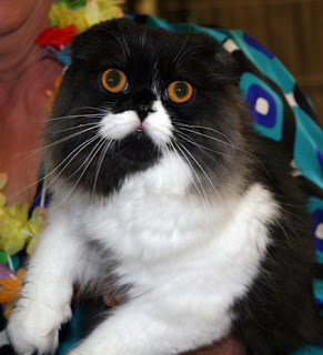 scottish fold scottish fold cat animal pets kitten