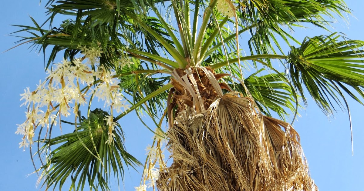 Palm Creek Update Bees abuzz in the trees above