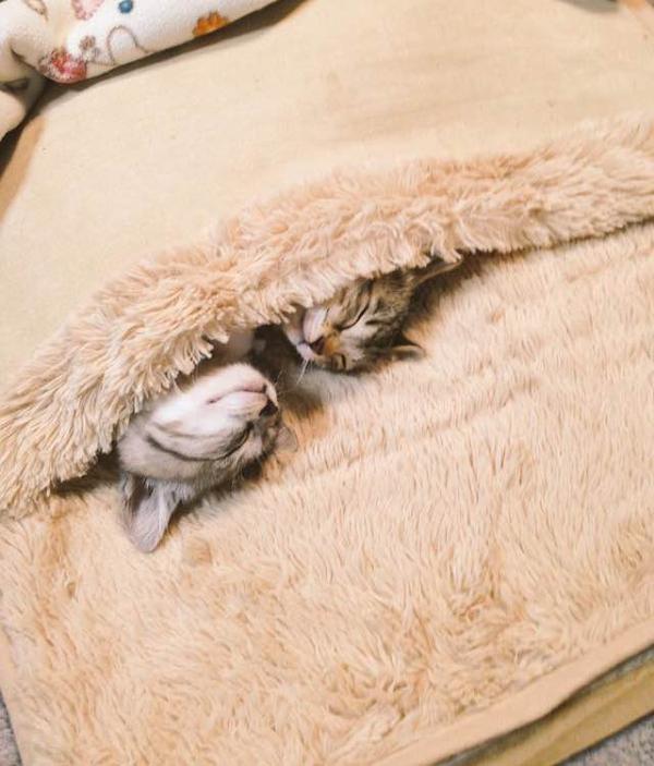 Котята и коврик для ног с подогревом Котята и коврик для ног с подогревом