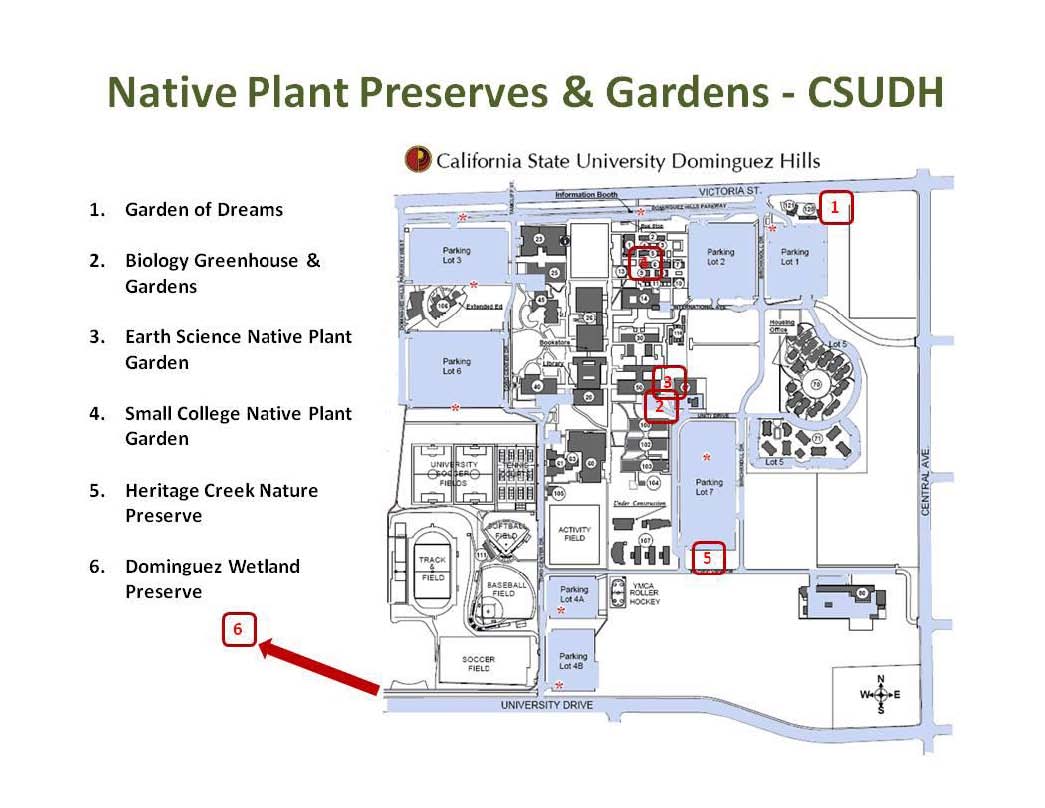 Cal State Dominguez Hills Directions Native Plants At Csu Dominguez Hills: Map - Native Plants At Csudh