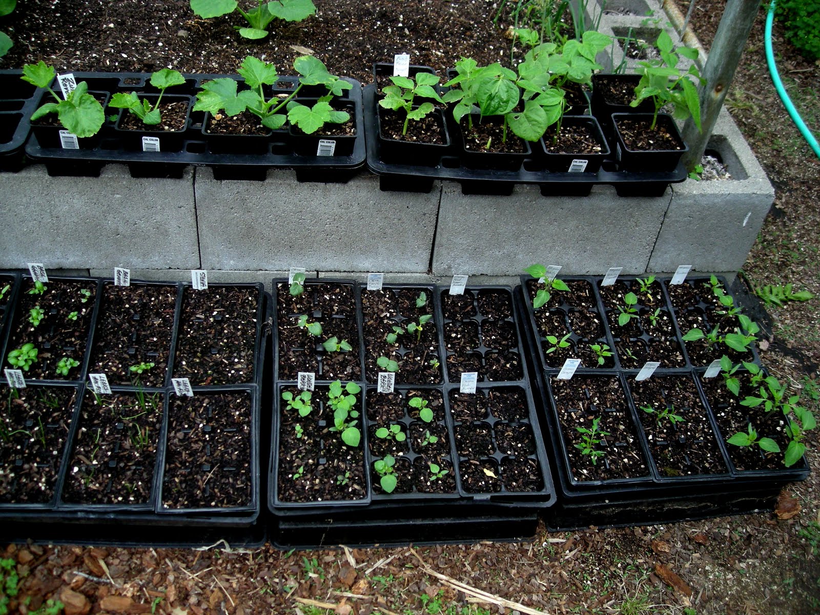 Laure's Gardens Will Old Zucchini Seeds Germinate?