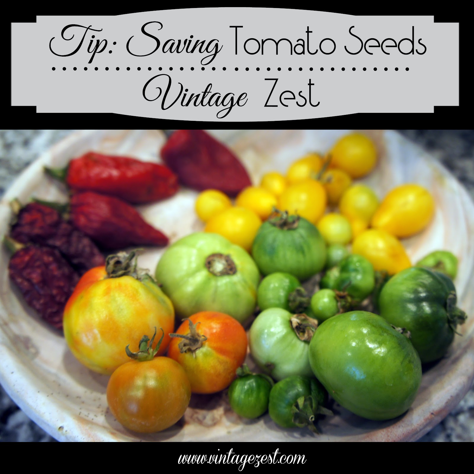 Tip Saving Tomato Seeds Diane's Vintage Zest!