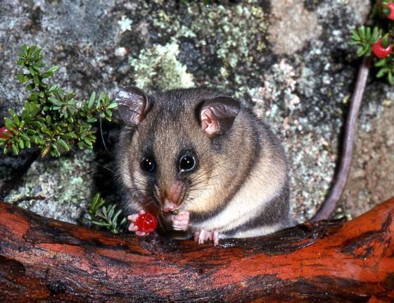 Help save Australias cutest critter | Blog - NSW National 
