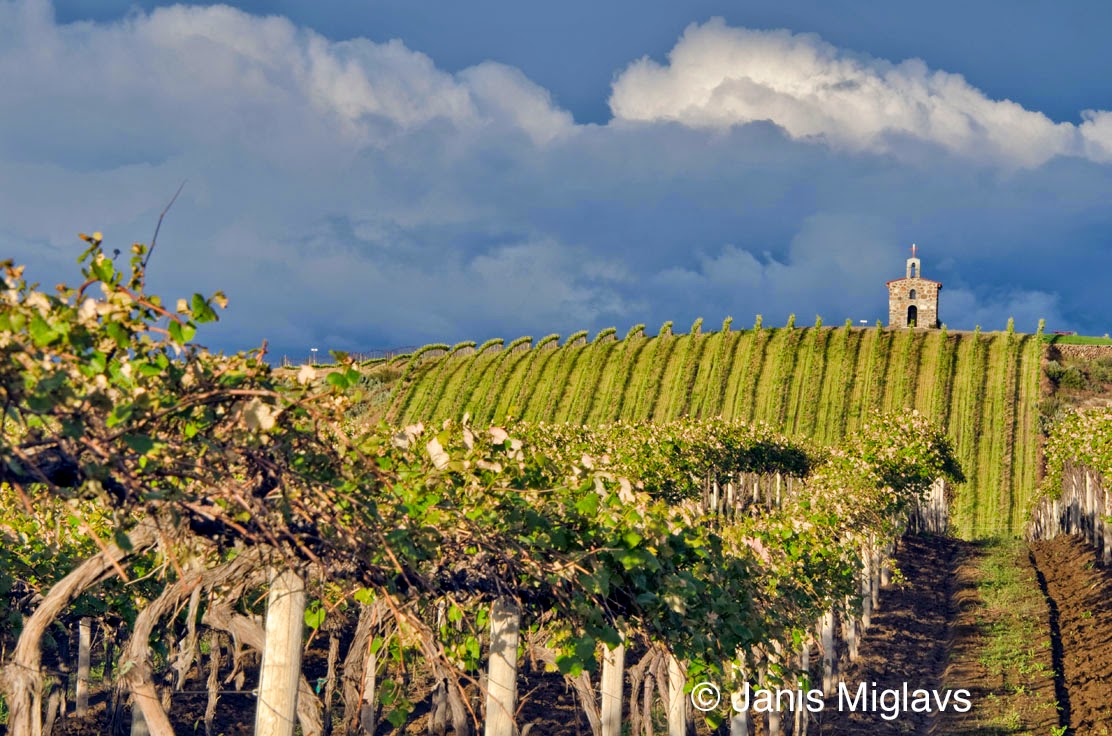 ARE WE THERE YET? Photographer Janis Miglavs Vineyard Light Why