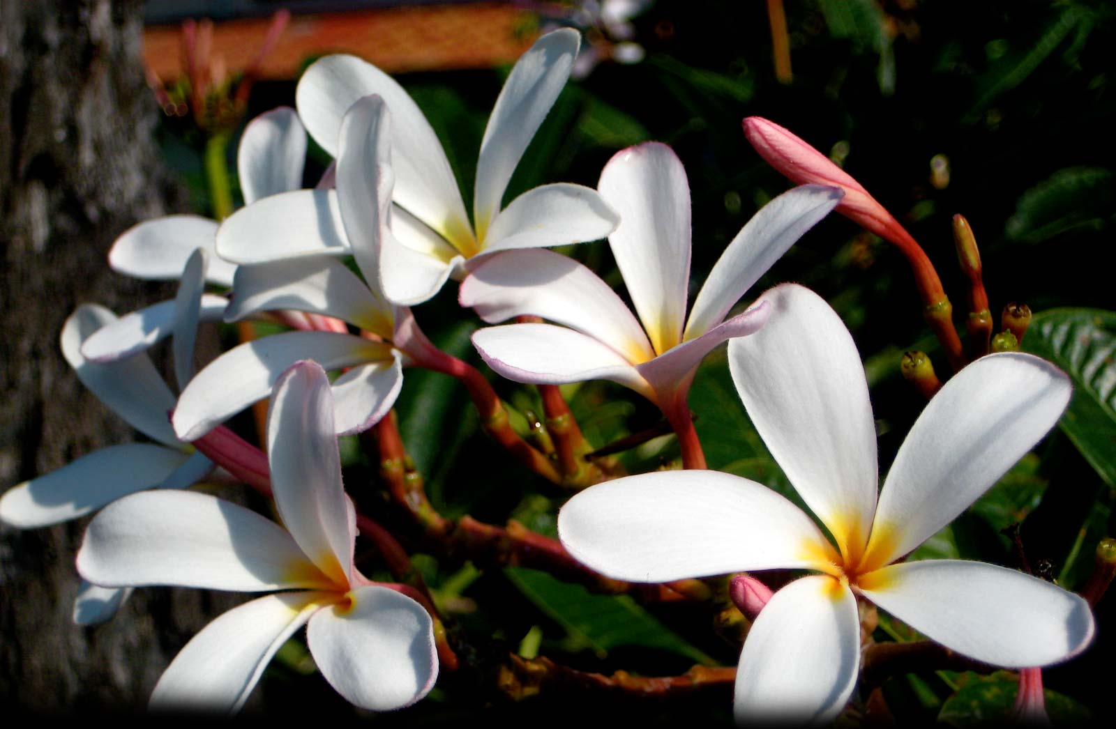 Wallpaper DB: plumeria