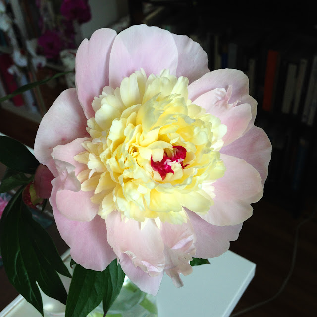 peony flower, pink peony, Anne Butera, My Giant Strawberry