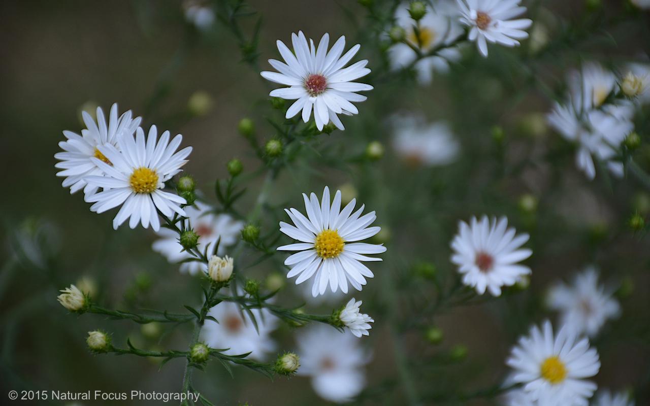 Natural Focus Nature Photo of the Day 248 Small Daisy like Flower