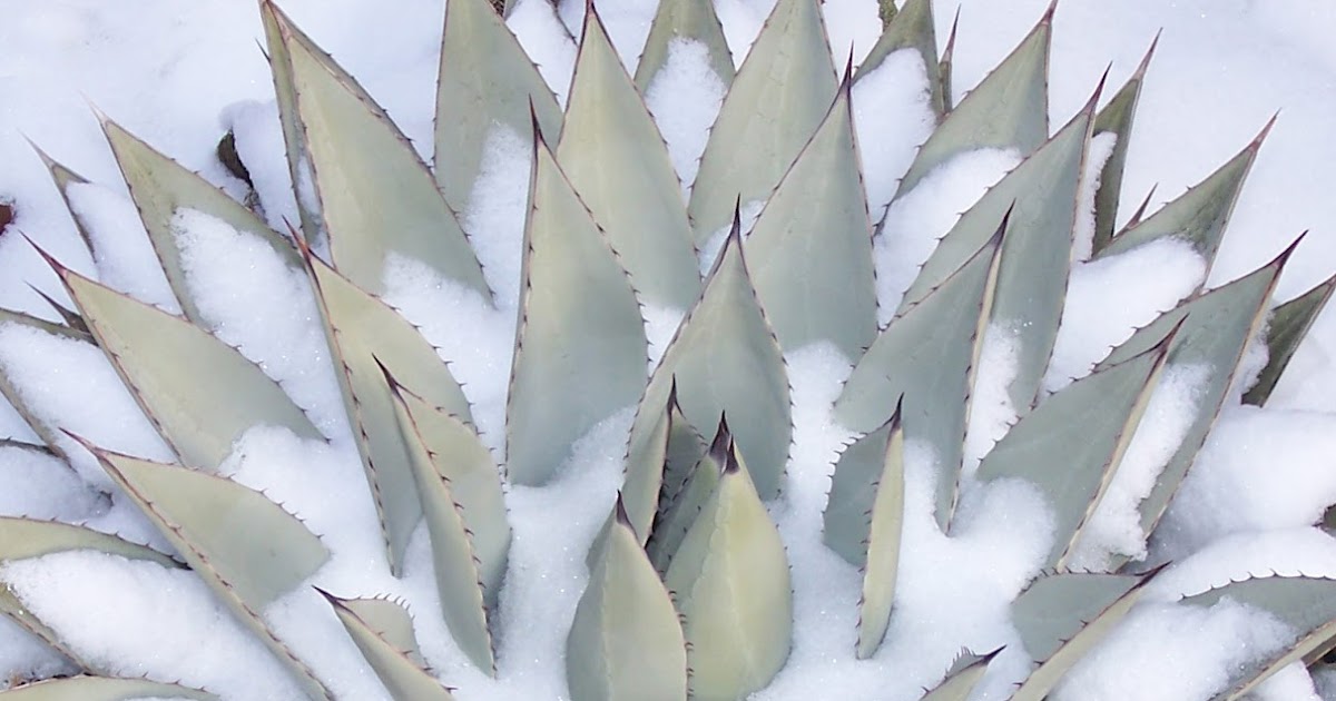 danger garden Cacti & Succulents for Cold Climates