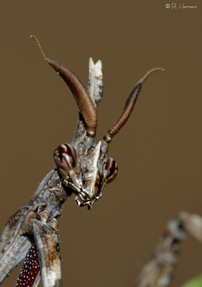 fotosricardoh EMPUSA O MANTIS PALO Conehead Mantis