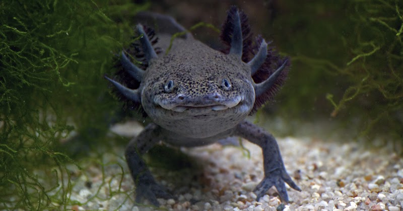 White Wolf Meet Axolotl (Ambystoma mexicanum) "the White Wolf Meet Axolotl (Ambystoma mexicanum) "the