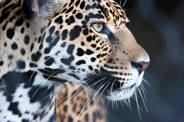 Soy el jaguar que ve...