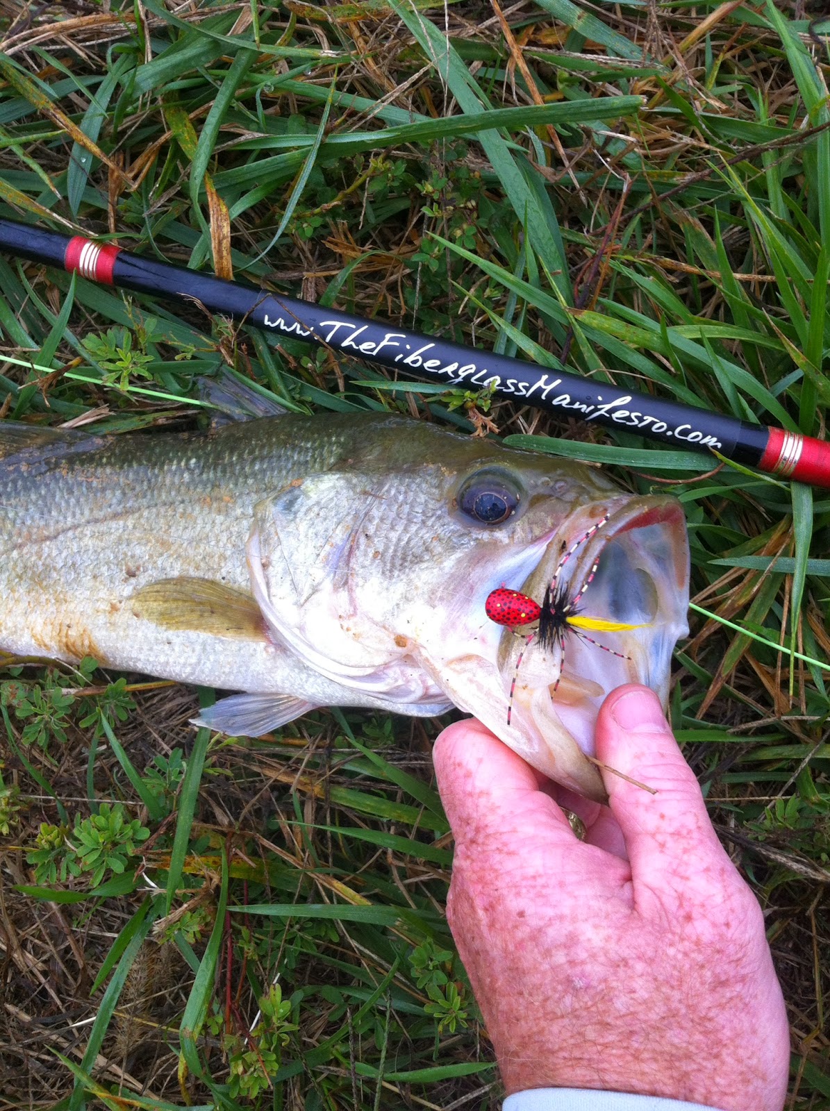 Fly Fishing & Tying Obsessed Comrade Popper + Largemouth Bass
