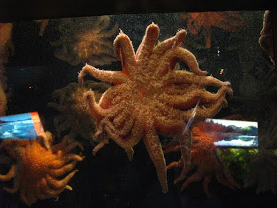 sunflower sea star