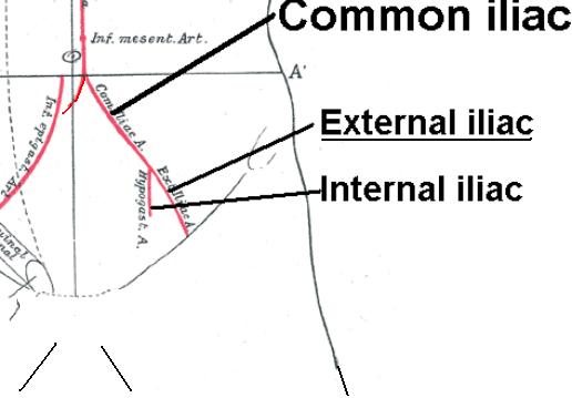 Iliac Ligaments