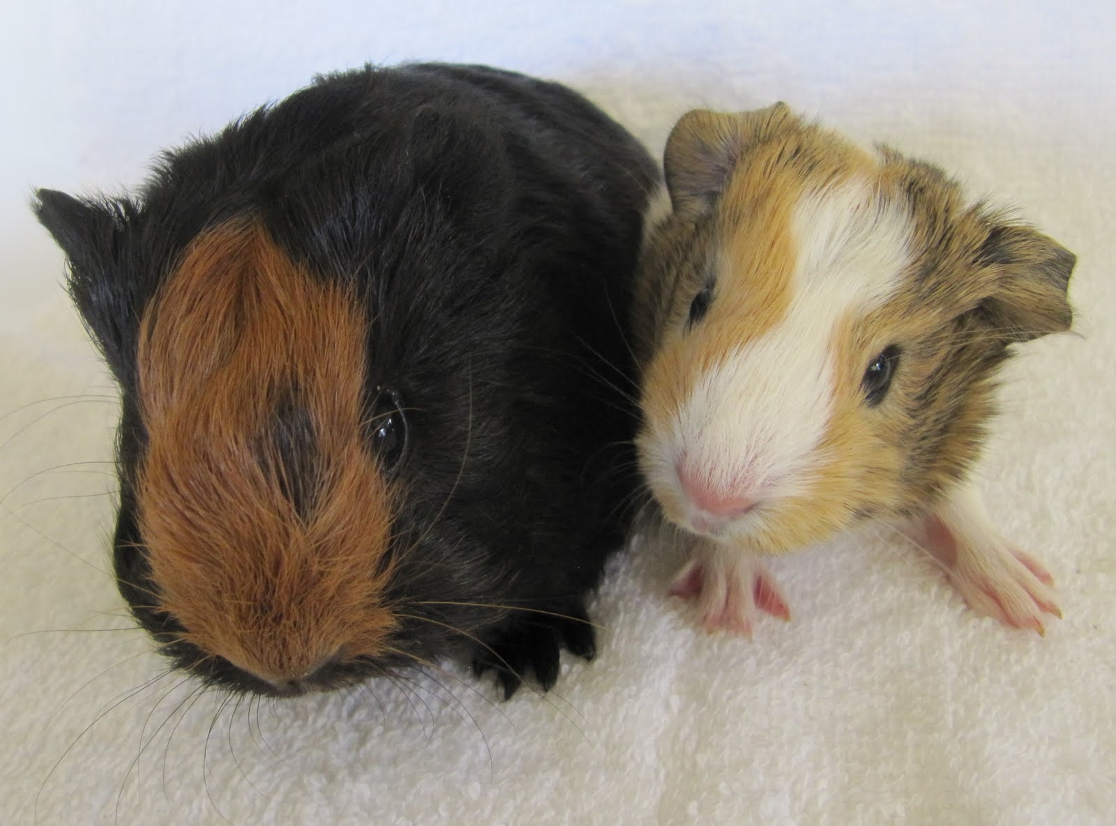 All Things Guinea Pig Weighing in 22 guinea pigs!