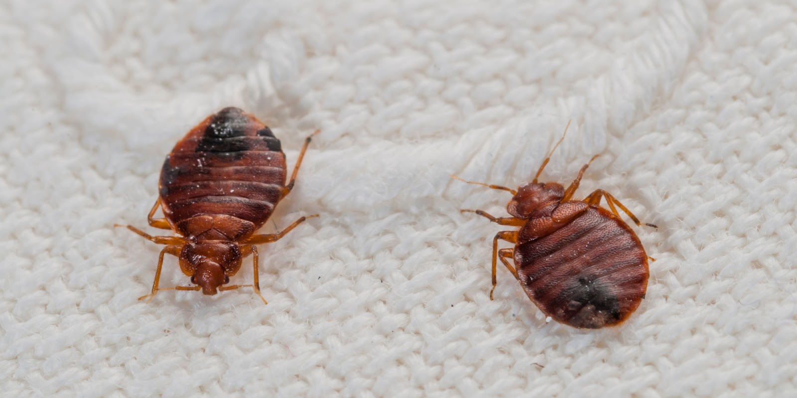 Bed bugs How to keep them from coming to a bed near you My Pest News
