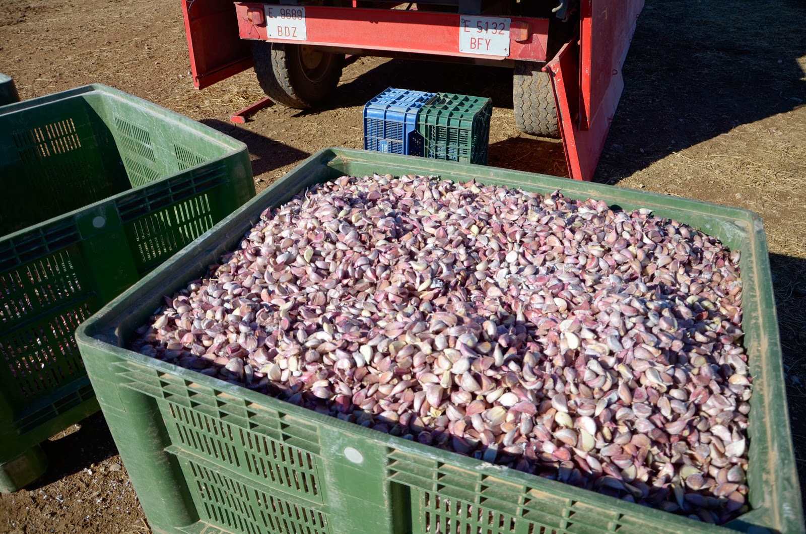 Garlic Mechanical planter