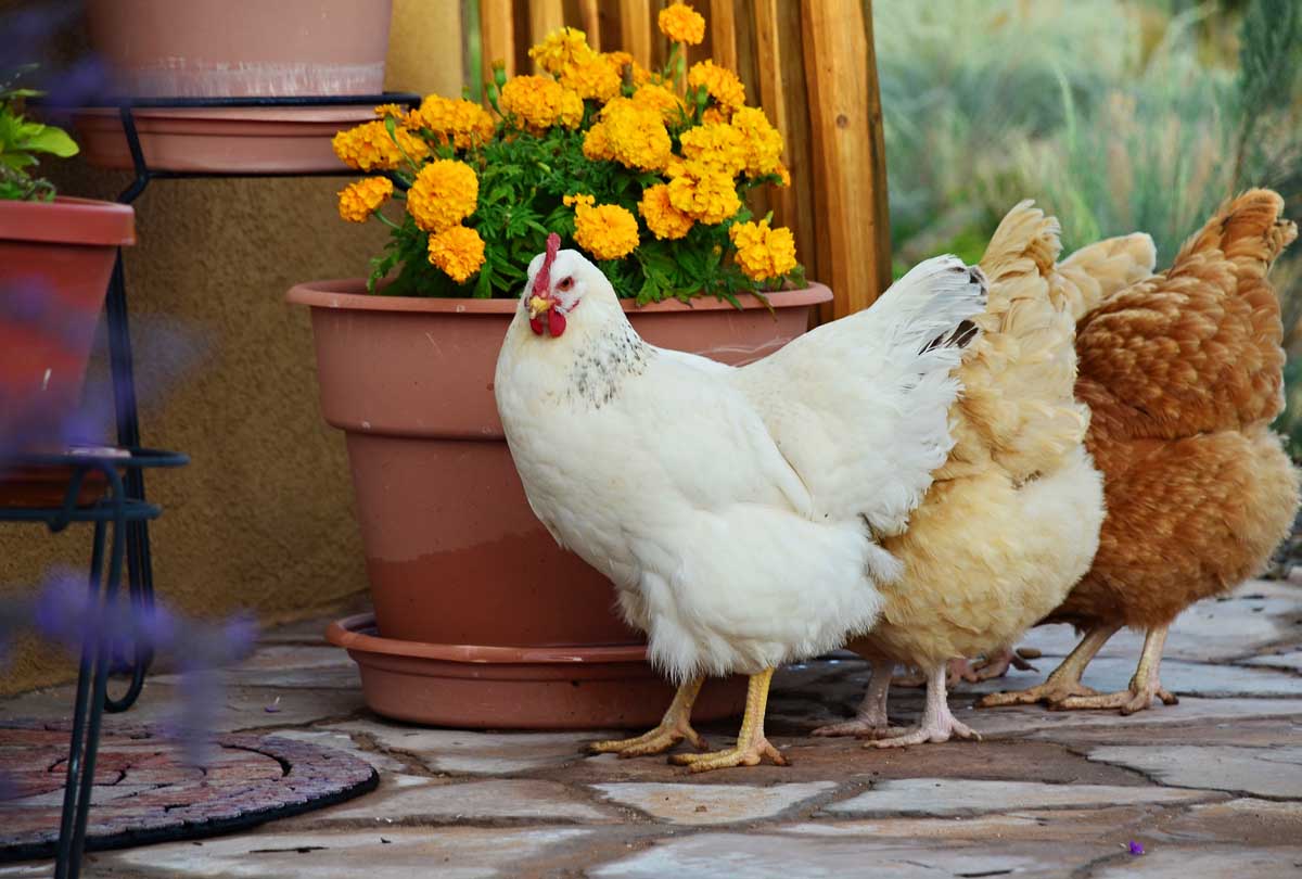 The 7MSN Ranch Los Pollos Hermanas