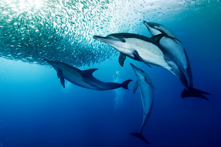 Amazing image of dolphins