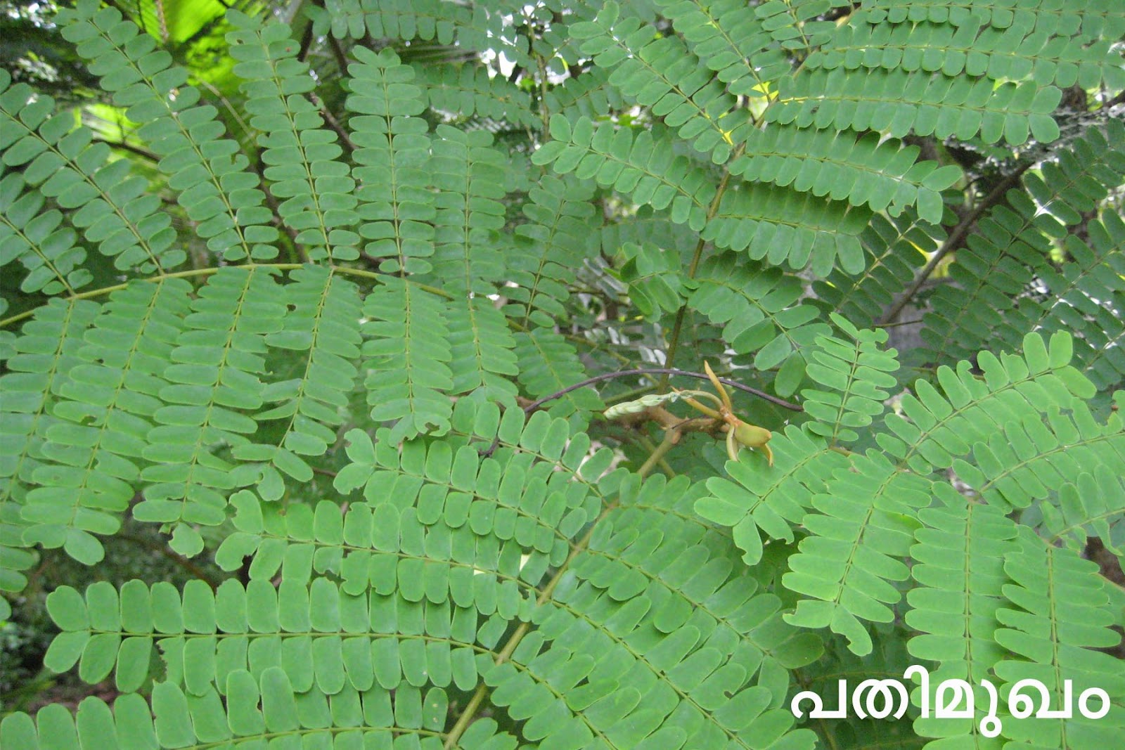 Ayurvedic Medicinal Plants in Kerala