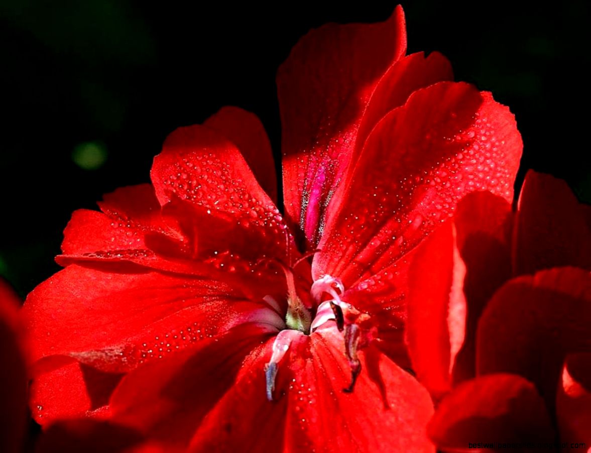 FileBeautiful red flower in Balboa park Wikimedia Commons FileBeautiful red flower in Balboa park Wikimedia Commons