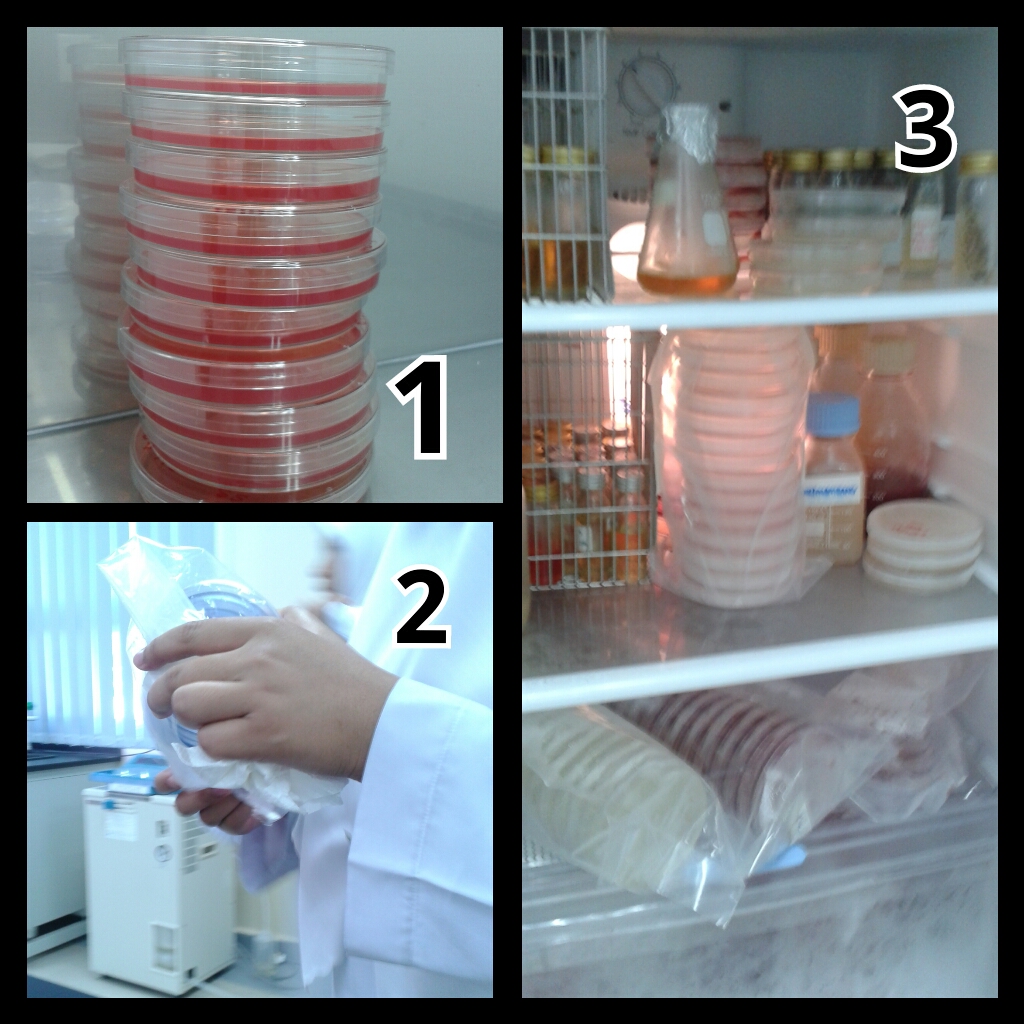 Share & Tell Microbiology Making Agar Plates.