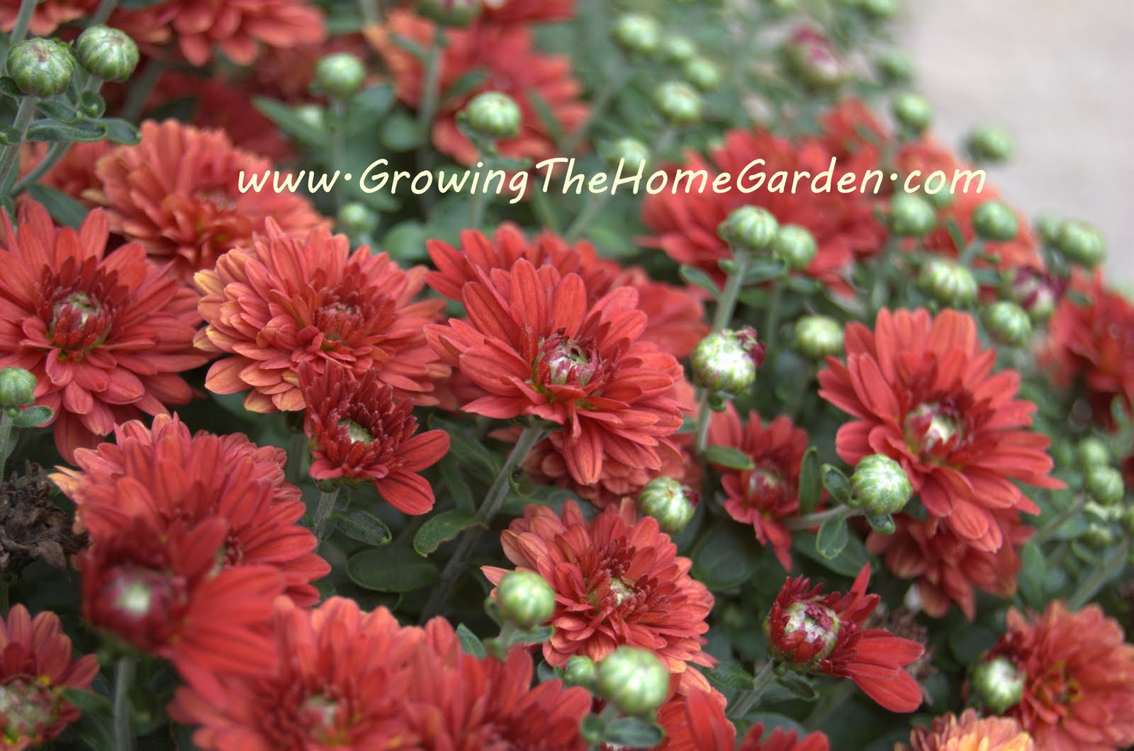 Red Mums (Photo Post!) Growing The Home Garden
