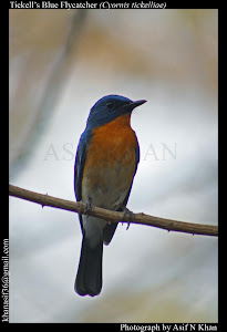 Tickell's Blue Flycatcher :- Photo Mr Asif.Khan