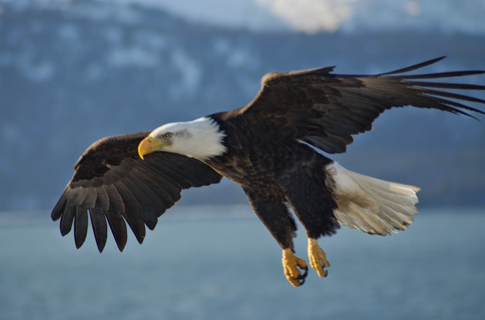 Dramatic photo of a bald eagle, and the story of sighting the eagle after open water swimming at the Mystic Lakes in Winchester, MA. New England. Bird