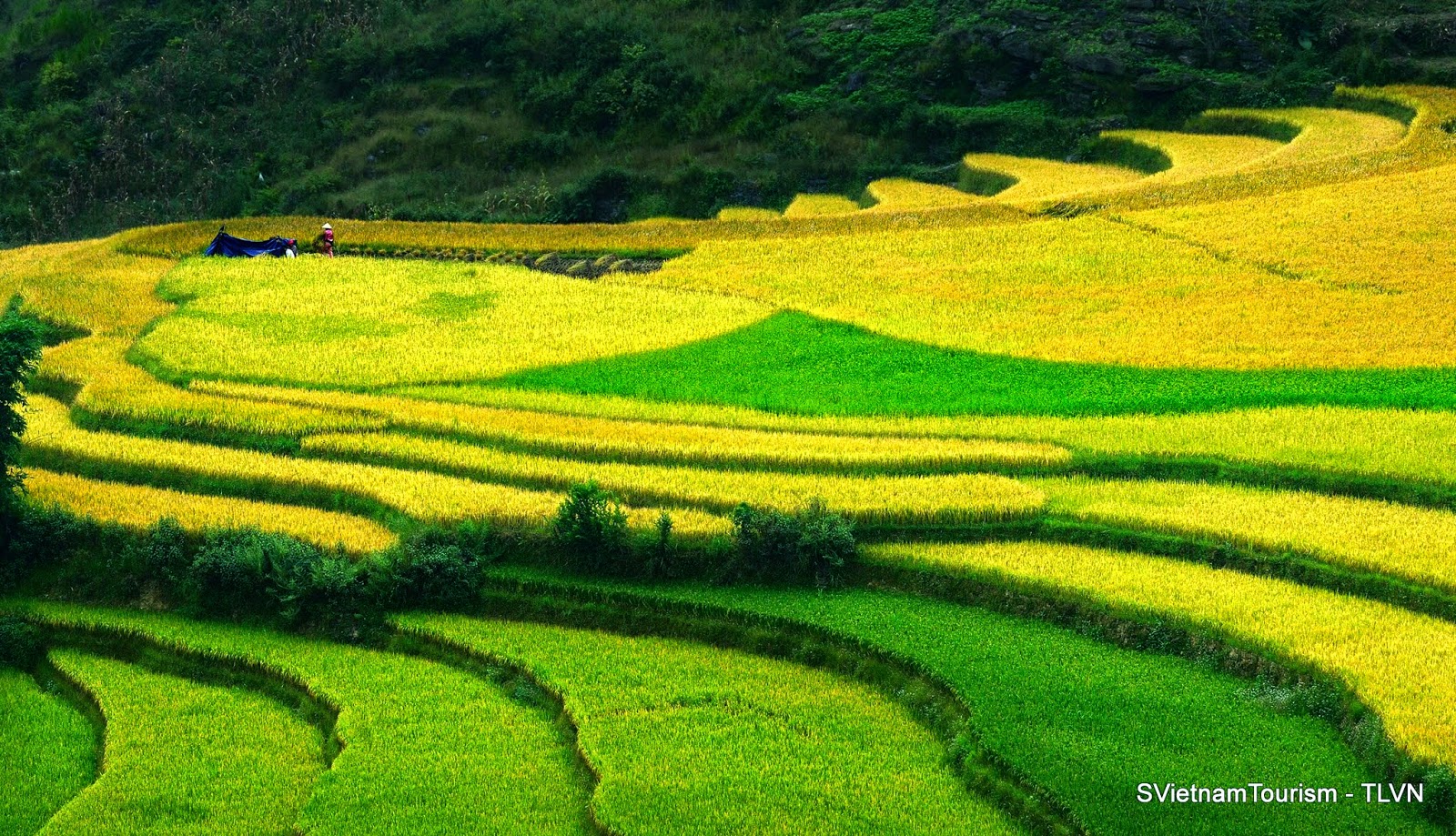 VIETNAMESE FARMER DAILY LIFE VIETNAMESE RICE FARMING HOW TO MAKE