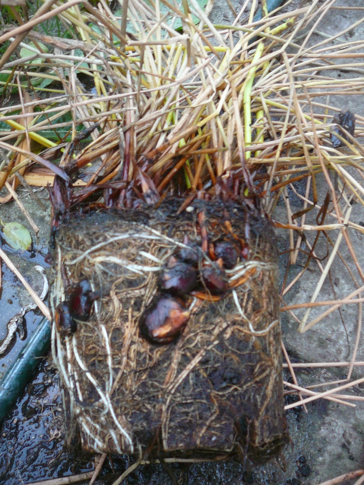 People, Plants, Landscapes Water Chestnuts