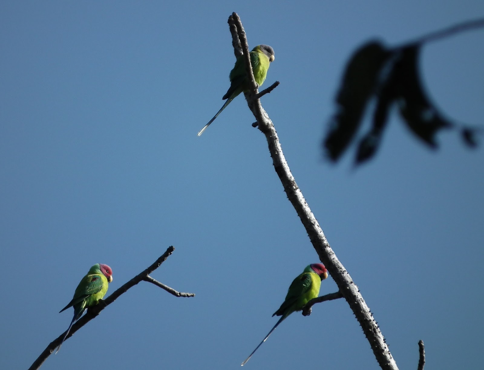 Plum Headed Parakeet