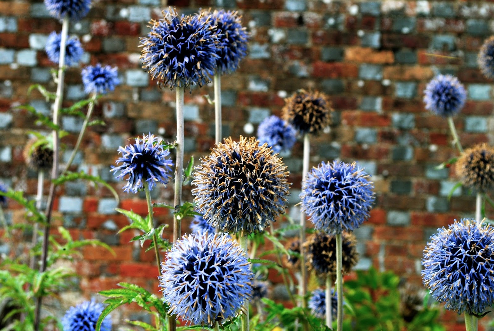 The Gardens of Charles Darwin at the Downe House in Kent England