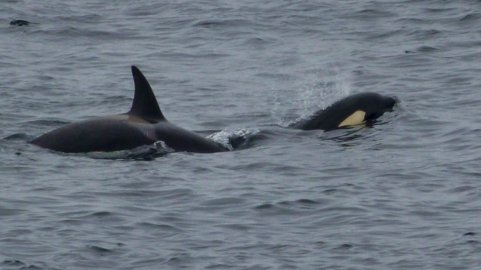 Fair Isle Orca! Killer Whales! South Harbour, Fair Isle.