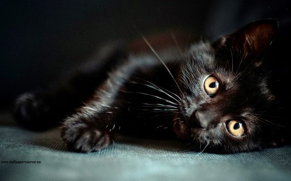 Photo adorable de chat noir