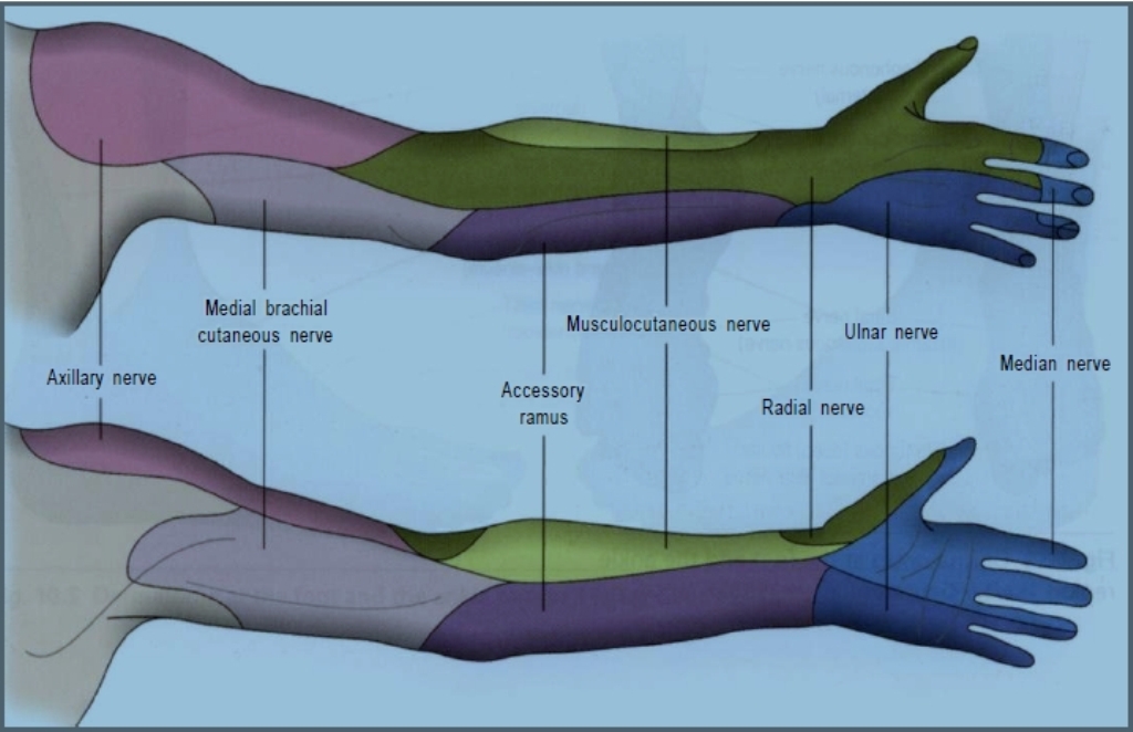 Osteopatie si Dermatomes at the arm (after