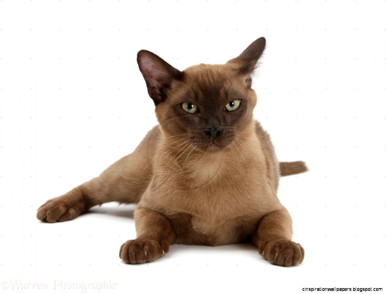 Burmese Cat Burmese Cat