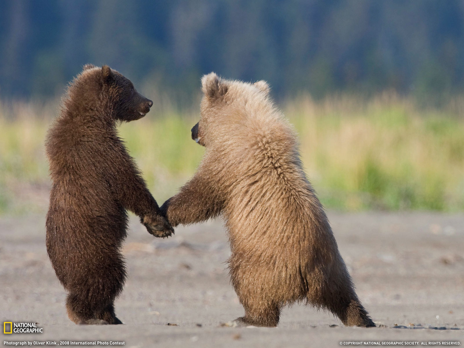 wallpaper: National Geographic Animal Wallpaper Download