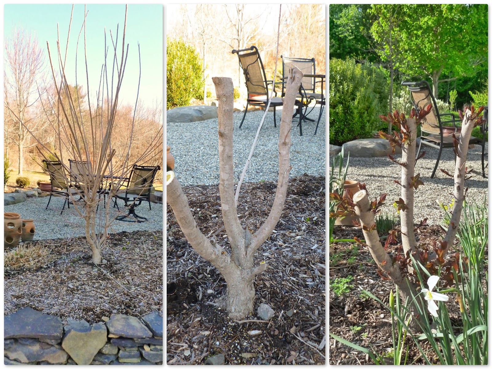 Plant Inventory at 20 Timothy Cotinus / Smokebush