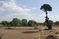 rice fields post harvest