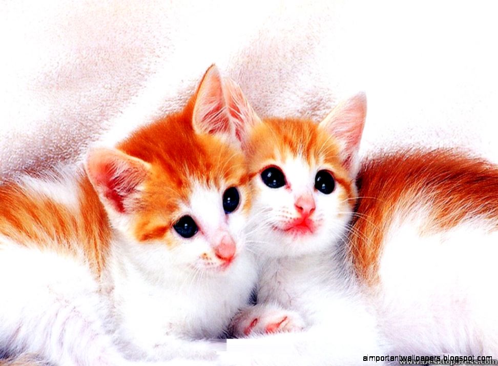 cute kitty cat cute kitty cat