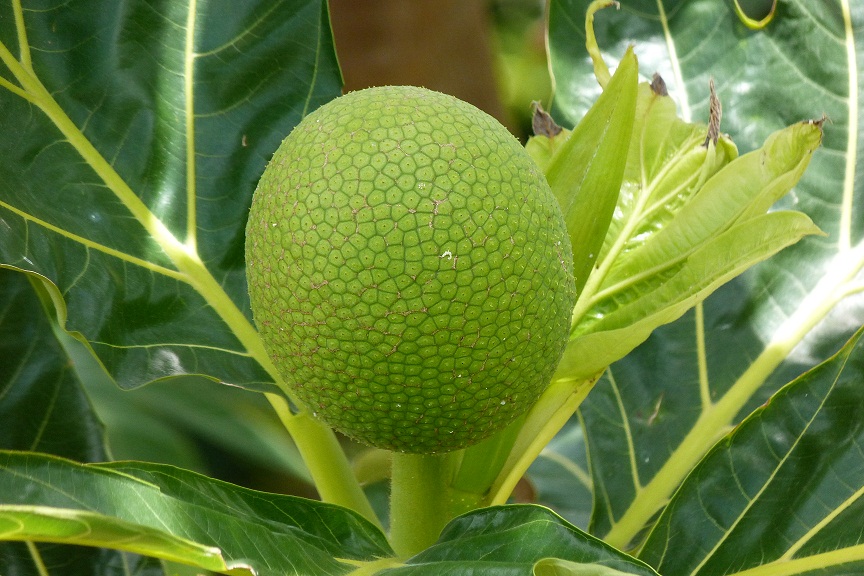 Cottage Life on Pilgrim's Farm Breadnut...