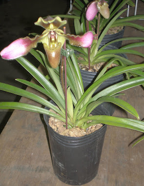 拖鞋蘭 orchid