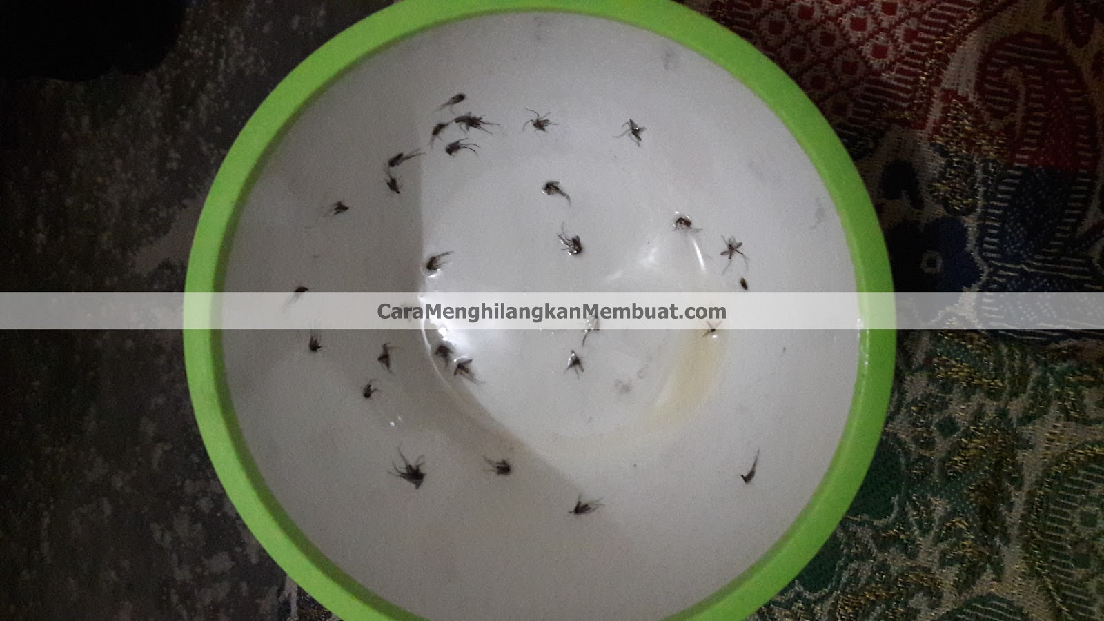 Cara Membuat Alat Penangkap Nyamuk dengan Mangkok Plastik Cara Membuat Alat Penangkap Nyamuk dengan Mangkok Plastik