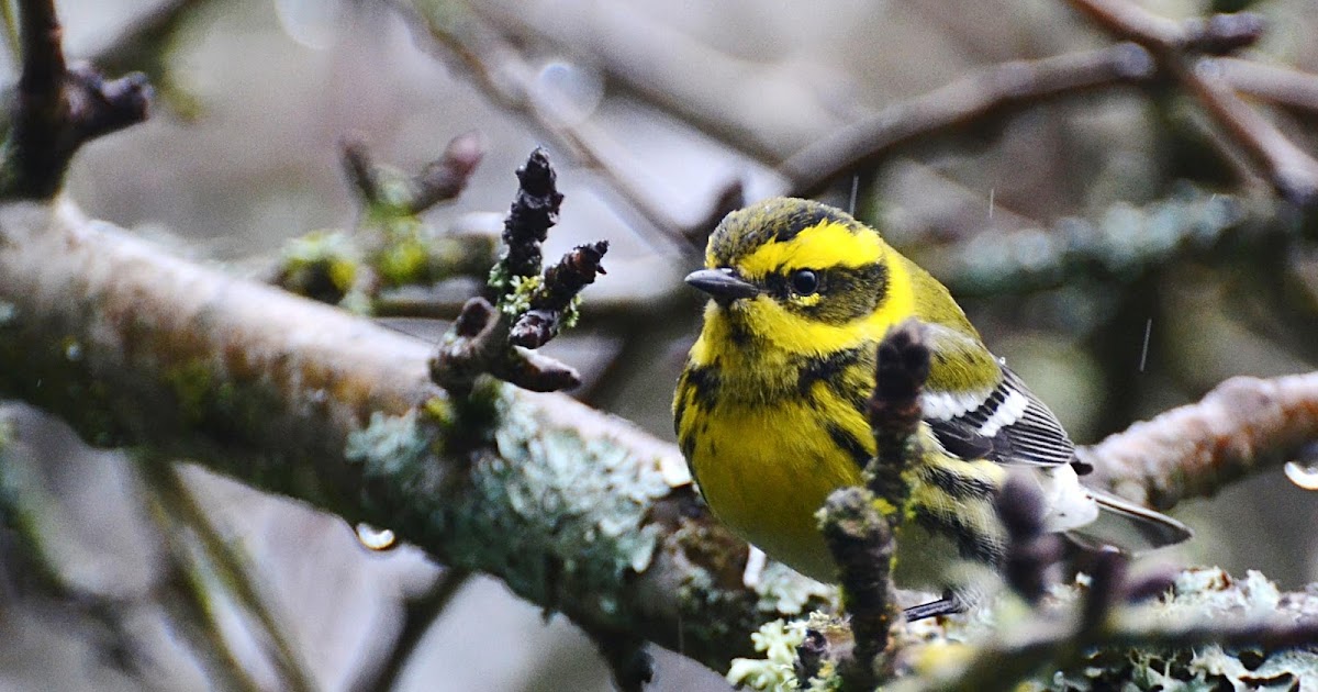 Oregon Backyard Birds, etc.: Spring Rain